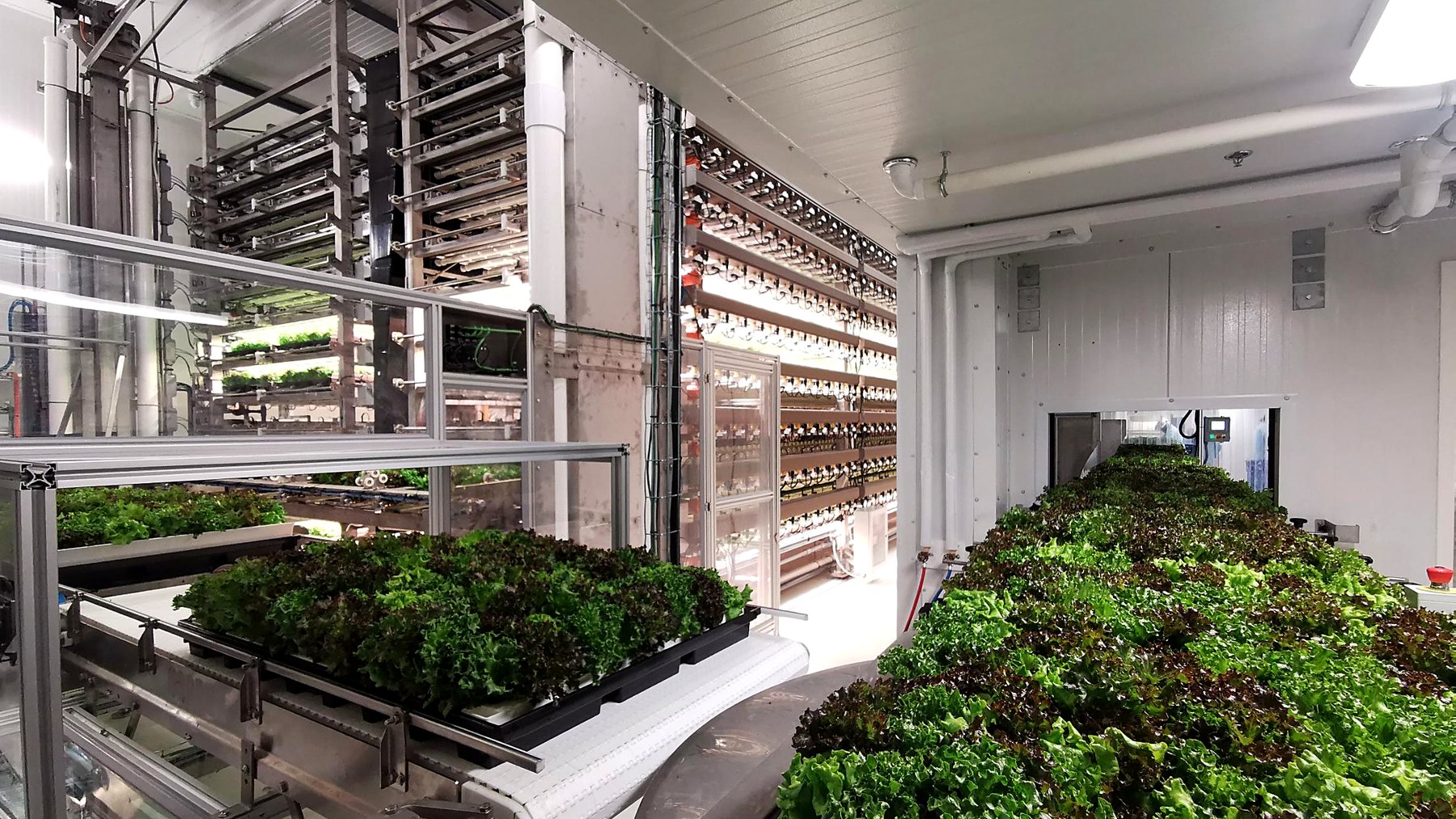 Interior of a vertical production facility: stacked growing racks, conveyance, and trays of lettuce
