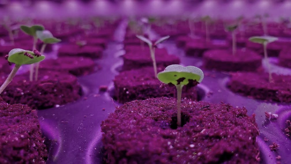 Young seedlings in propagation plugs under LED lighting