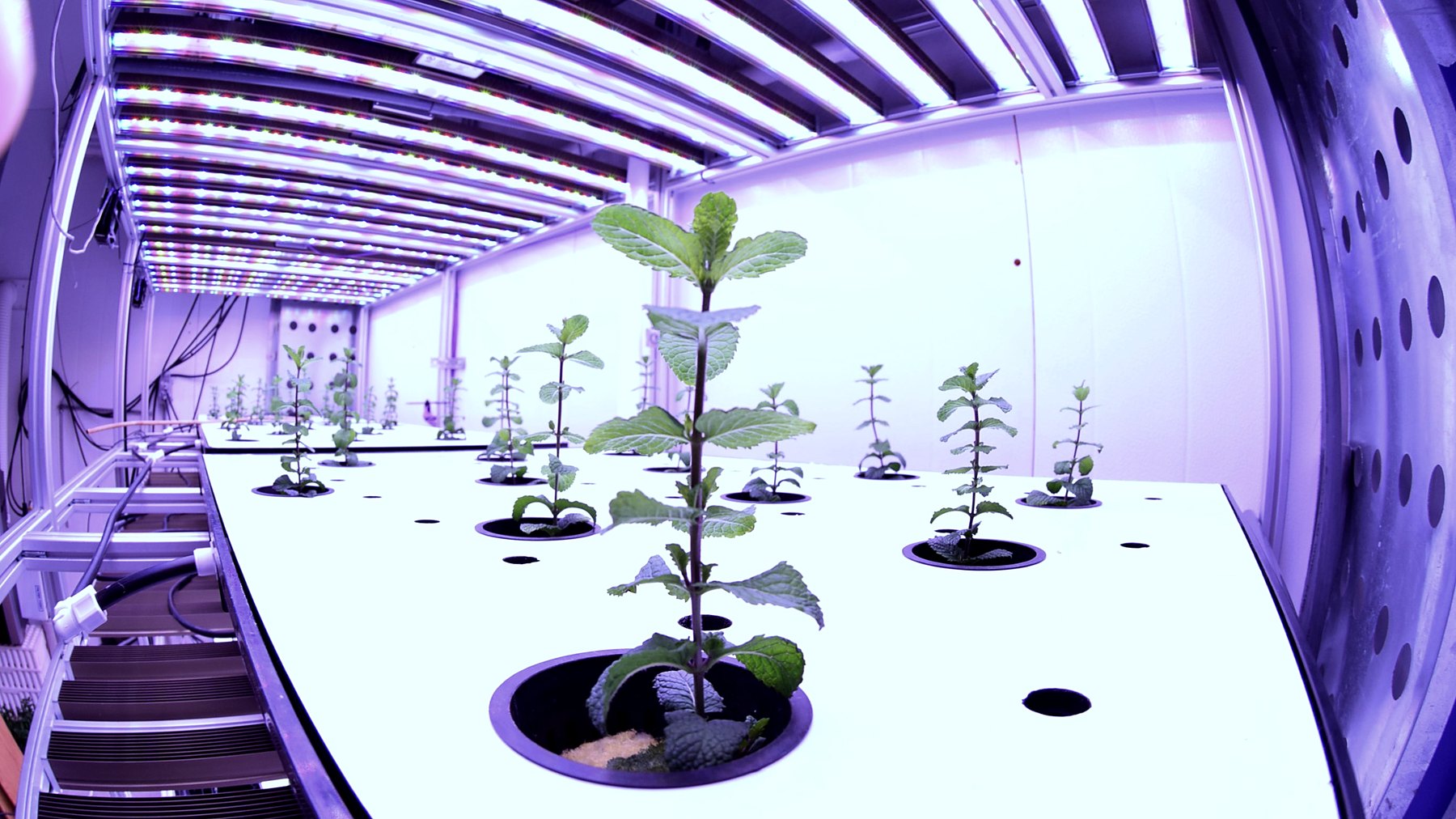 Plants in a controlled research chamber under a spectral LED array